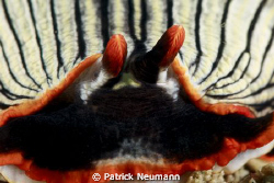 Nudi close up taken in PNG in April 2009 with Canon 400D/... by Patrick Neumann 